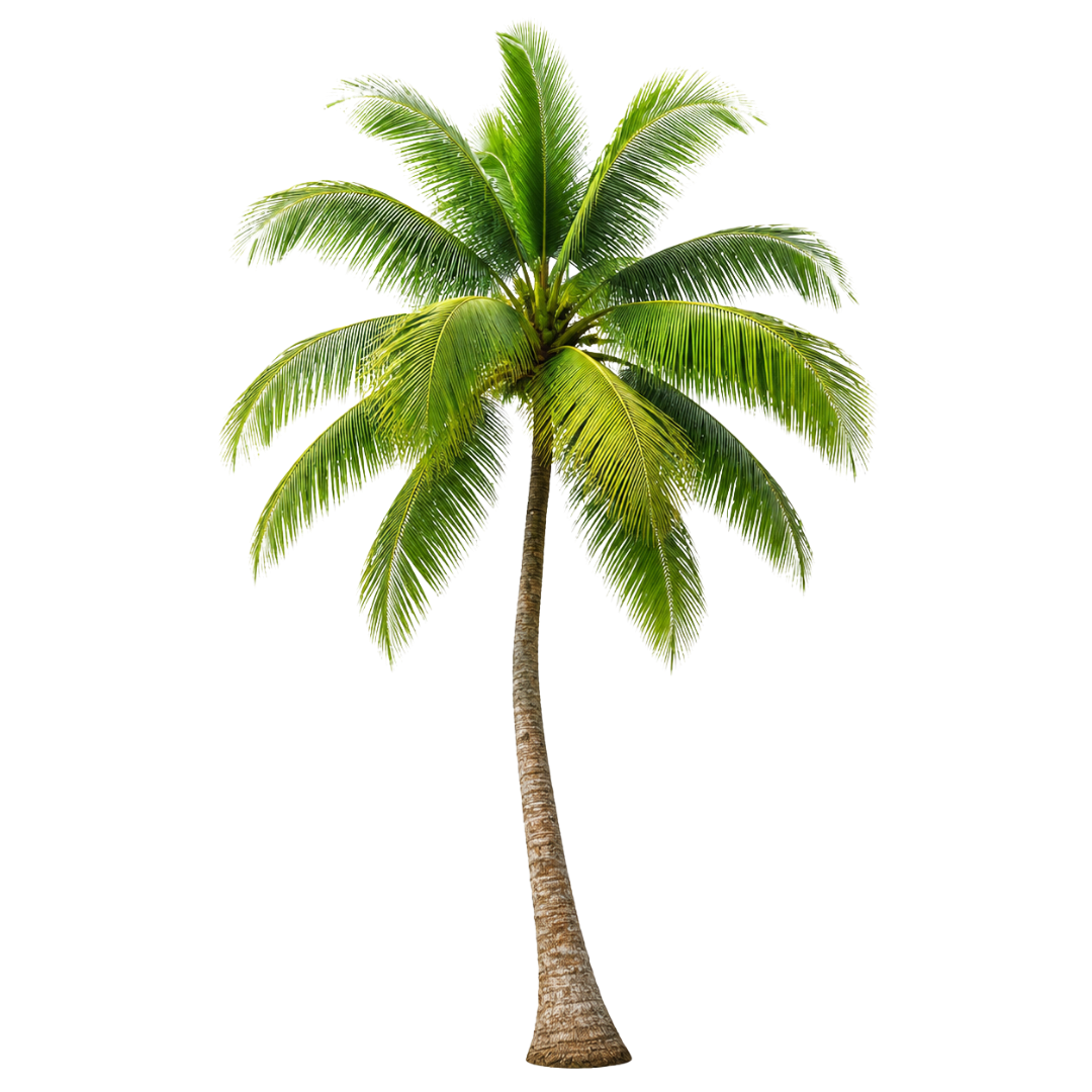 palmera.png